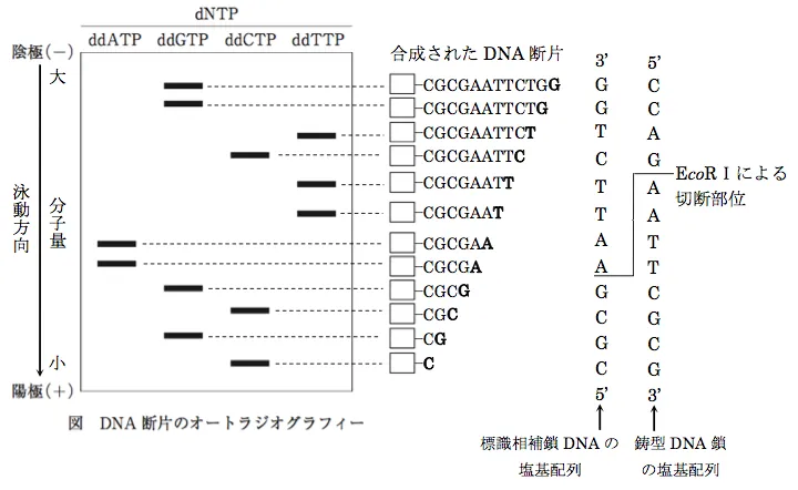 103回問115画像1