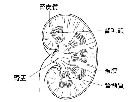 105回問11画像1