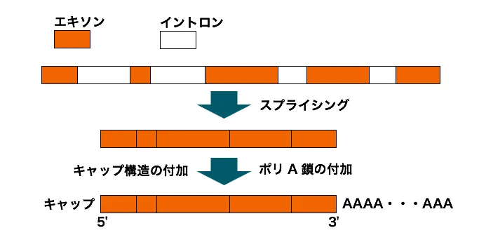 106回問112画像2