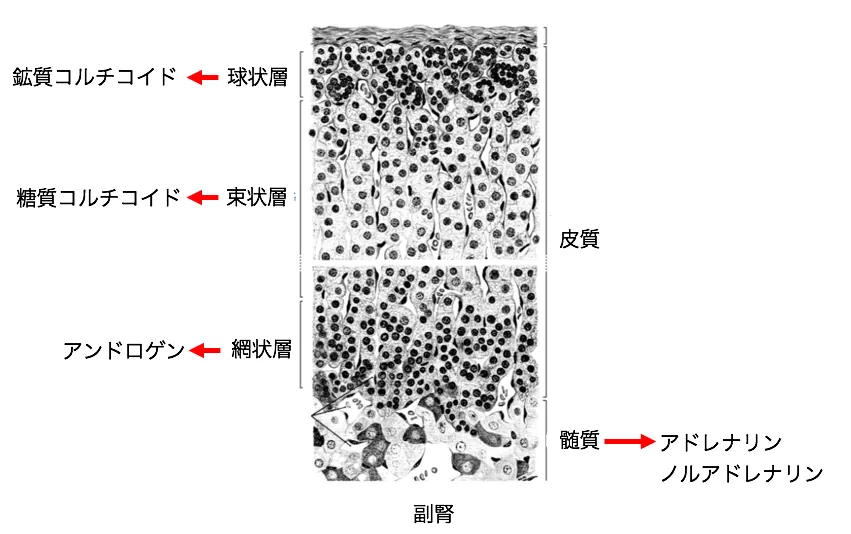 106回問12画像1