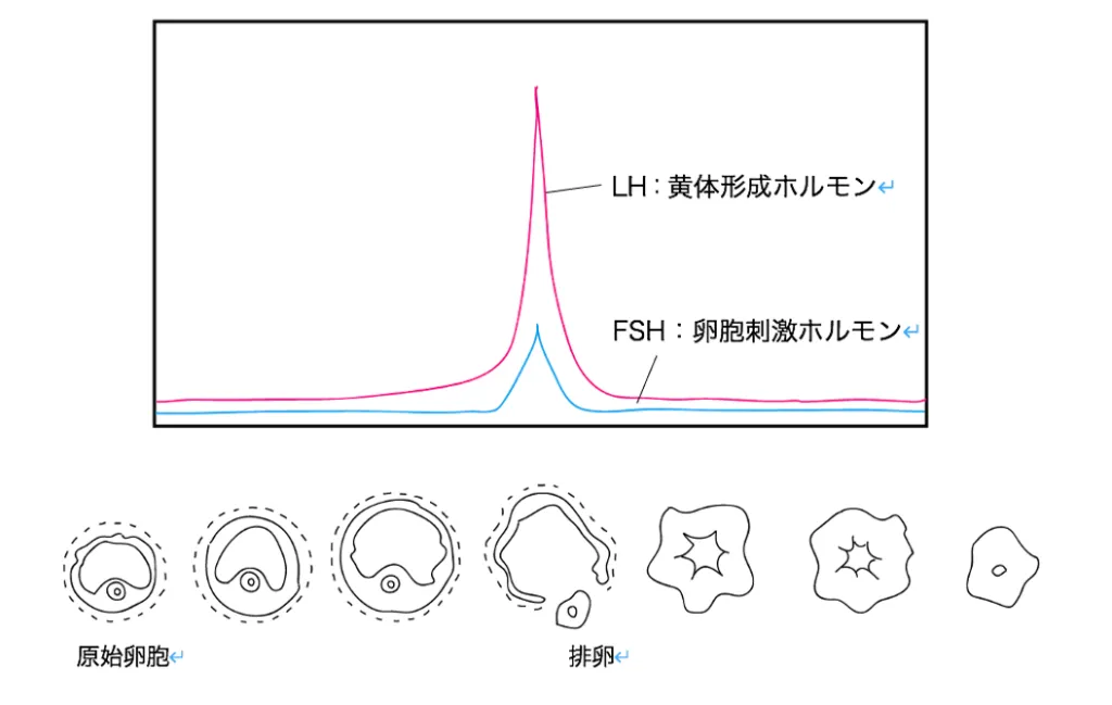 107回問11画像1