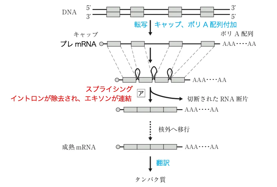 107回問13画像1