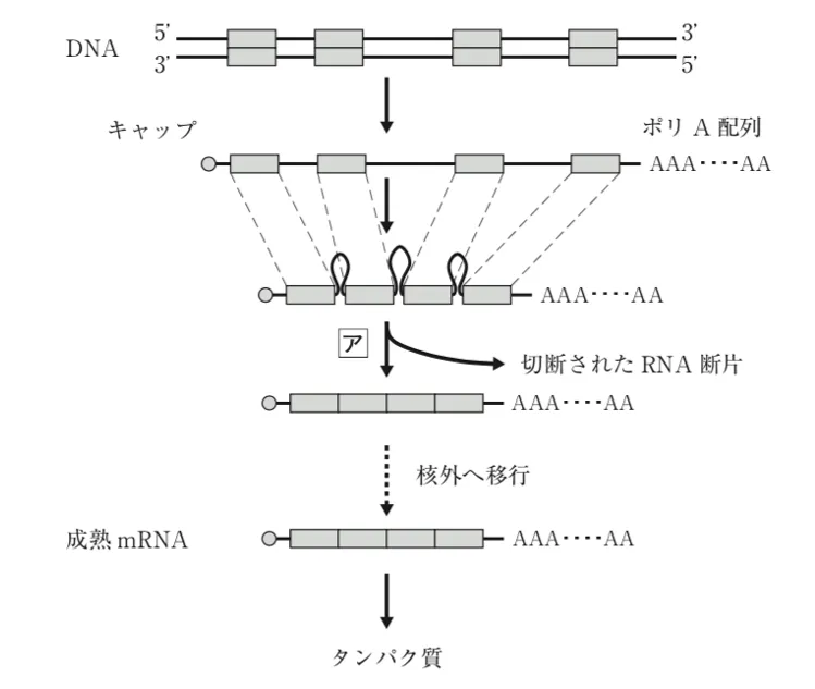 107回問13画像1