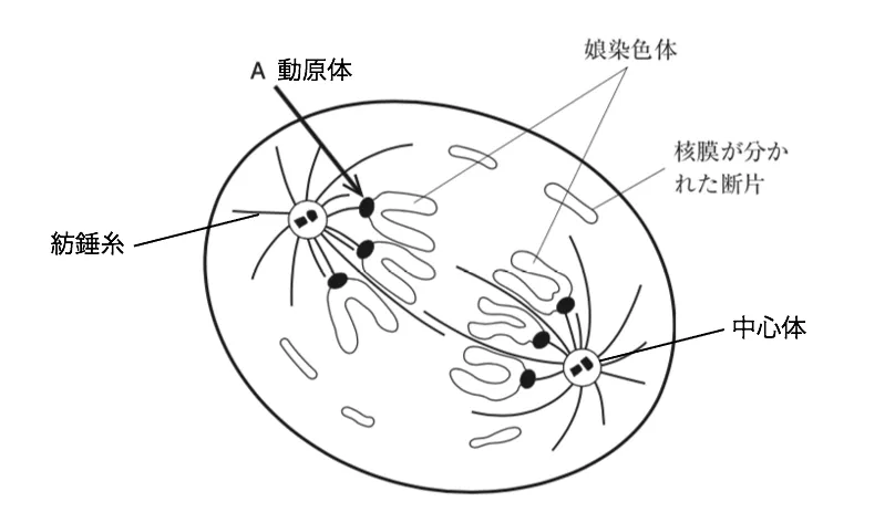 107回問14画像1