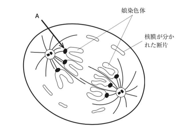 107回問14画像1