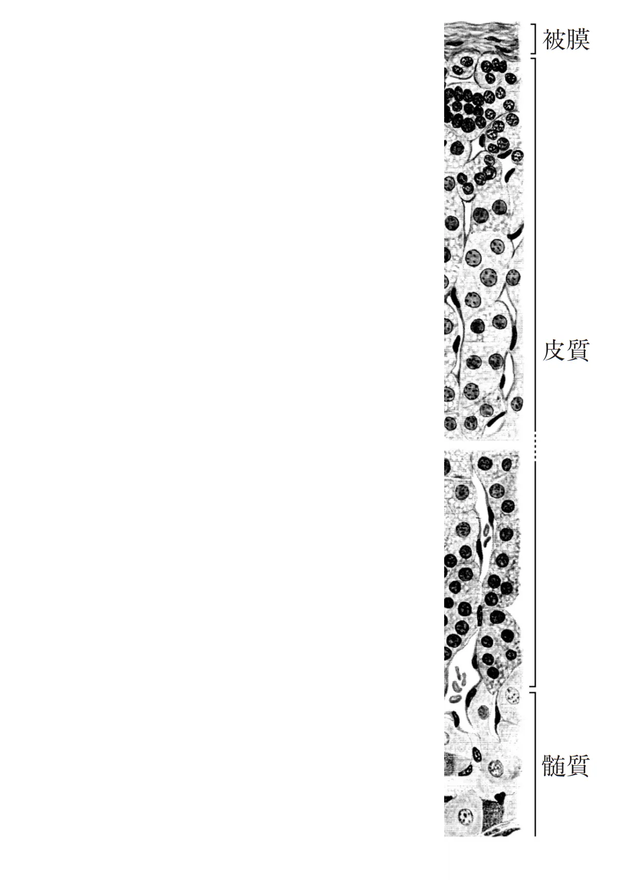 98回問112画像1